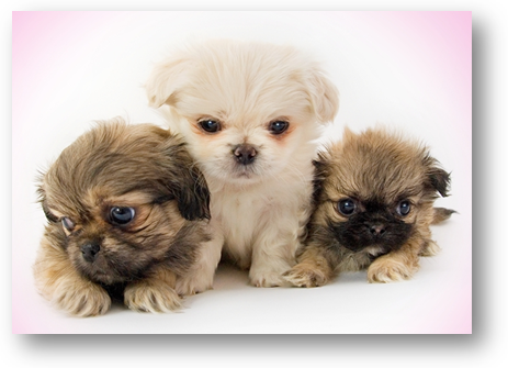 Millennials! Leadership! NextGen Association Models! Puppies!